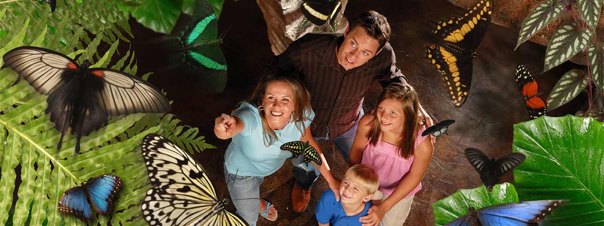 Butterfly Palace & Rainforest Adventure in Branson, Missouri