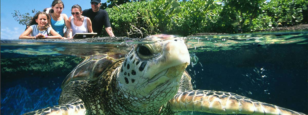 Maui Ocean Center Aquarium - Maui Ocean Center Aquarium Attraction