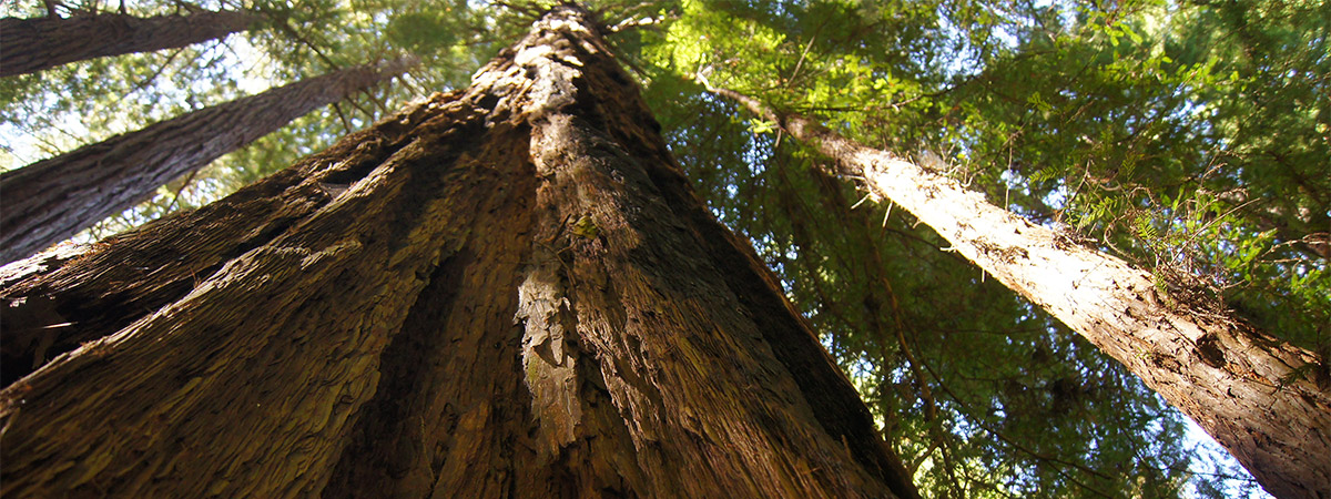 Muir Woods Tour of California Coastal Redwoods in San Francisco, California