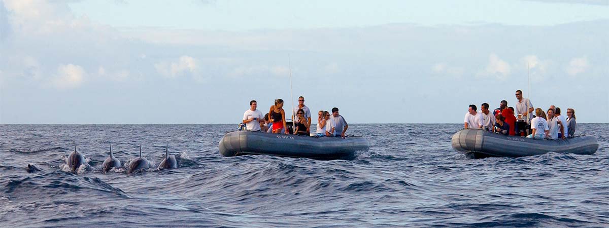 Whale Watch Discovery Tour Kauai | Kauai Sea Tours | Tripster