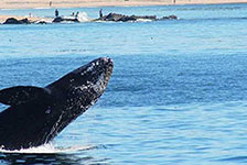Davey's Locker Whale Watching in Newport Beach, California