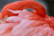 Flamingo Gardens - Davie, FL