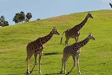 San Diego Zoo Safari Park - Escondido, CA