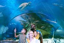 SEA LIFE Orlando Aquarium - Orlando, FL