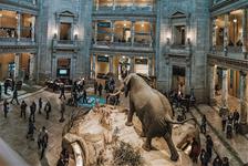 Smithsonian National Museum of Natural History Tour - Washington, DC
