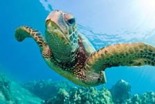 Turtle Reef Snorkel - Honolulu, HI