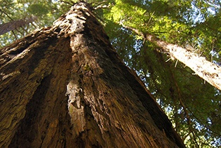 Muir Woods Tour of California Coastal Redwoods in San Francisco, California