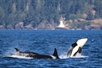 See whales near Seattle