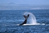 Island Adventures whale watching tours