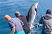 Captain Dave's Dolphin & Whale Safari - Dana Point, CA