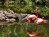 Flamingo Pond