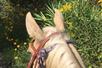 Pretty palomino with pretty flowers. - Guided Horseback Trail Ride in Clermont, FL