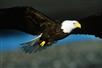 Bald eagle glides over lake. - Guided Kayak Eco-Tour in Clermont, FL