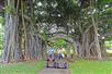 Explore Kapiolani Park and ride through an exceptional 100 year old Indian banyan tree. - Sunset Glow Waikiki Diamond Head Tour in Honolulu, HI
