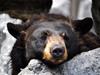 Wildlife Encounter Black Bears - Ober Gatlinburg Aerial Tramway in Gatlinburg, Tennessee