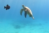 See Hawaiian green sea turtles while snorkeling with Pink Sails in Waikiki. 