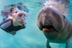 Up close and personal with the manatees