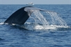 Whale and Dolphin Watching Tour