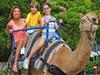 Camel ride: Ride atop one of our beautiful Dromedary camels in the Children's Zoo and experience the mode of transportation for many cultures throughout history.