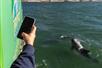 Guest takes a picture of a dolphin on the side of the boat