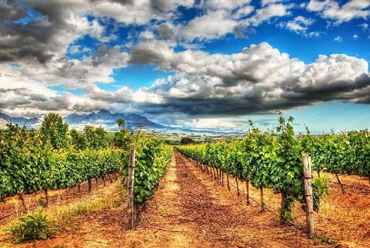 Alcantara Estate Vineyard Tasting Experience in Cornville, AZ