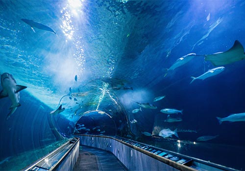 Under The Bay - Aquarium of the Bay in San Francisco, California