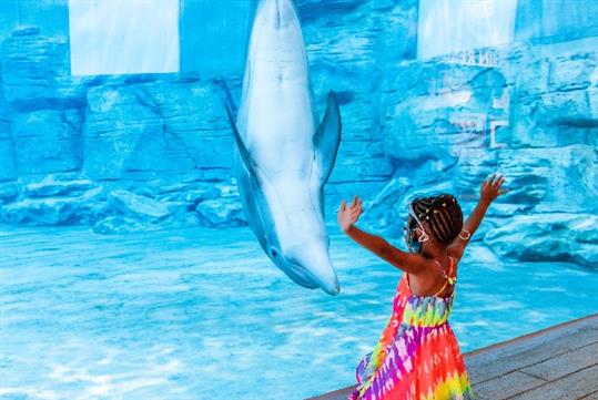 Little girl stretches her arms out as a dolphin swims in front of her