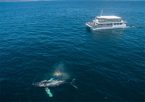 Our newest vessel called the Newport Legacy! - Davey's Locker Whale Watching in Newport Beach, California