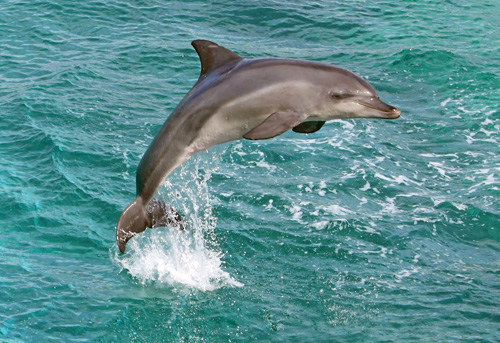See dolphins in their natural environment