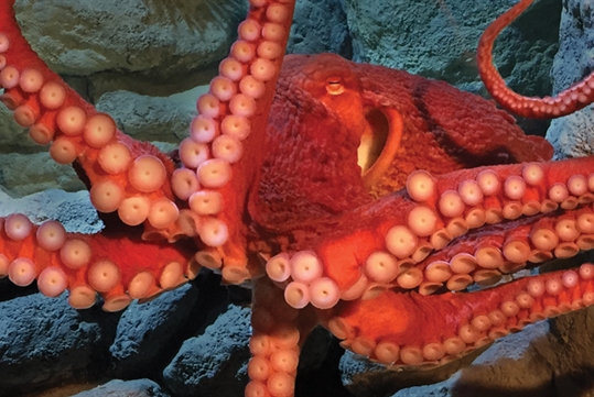 Giant Pacific Octopus at the New England Aquarium