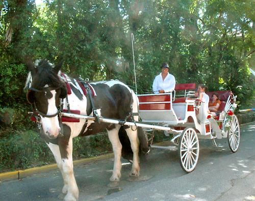 Private Carriage Tour in St Augustine, Florida