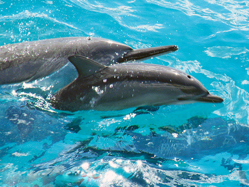 Star of Honolulu Dolphin Watch Cruise in Waianae, Oahu, Hawaii