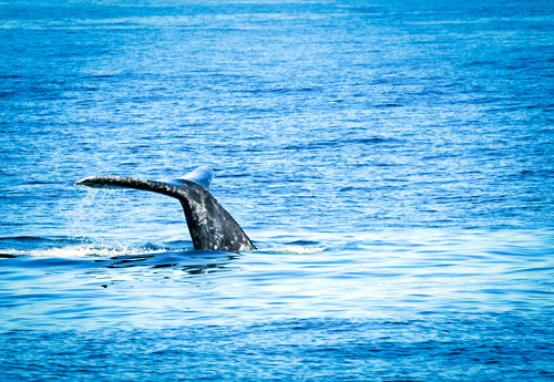 Whale Watching with Flagship in San Diego, California