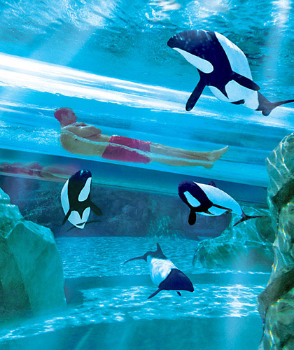 Aquatica Orlando Seaworld S Water Park Tripster