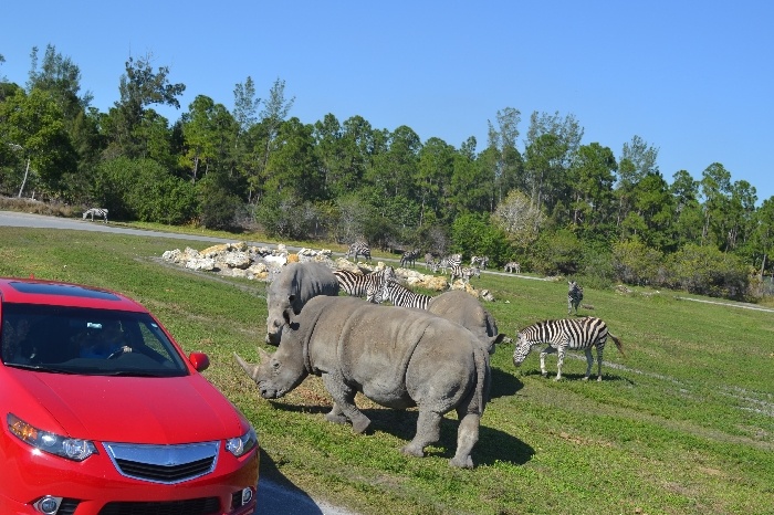 lion country safari discount tickets 2023