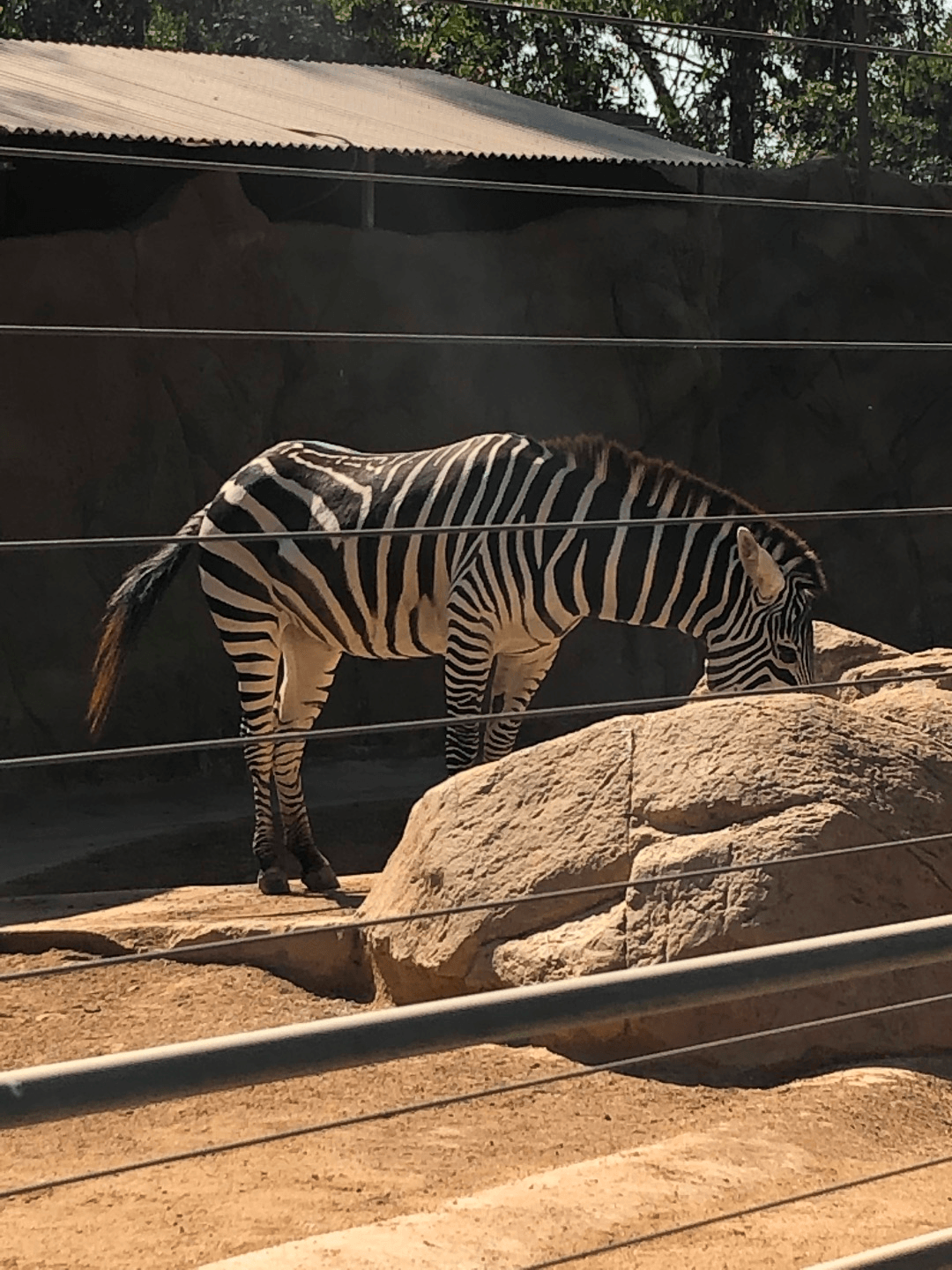 San Diego Zoo Tickets - Zoo Discounts & Deals | Tripster