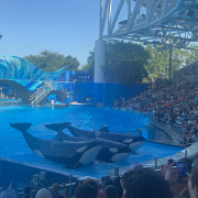 SeaWorld Orlando photo submitted by David Sanderson